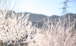 樱花树下的JK学生妹 芊