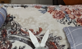 魔族白兔
