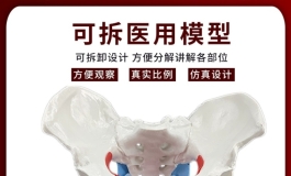 准备改装娃娃骨盆和全身减重